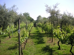 clicca per ingrandire